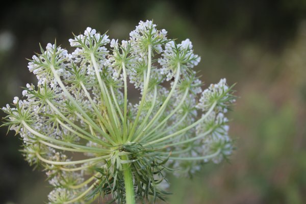 Daucus carota цветок
