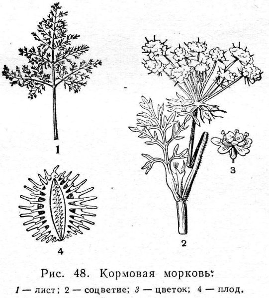 Соцветие моркови