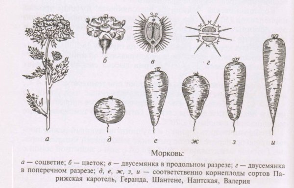 Схема строения корнеплода моркови