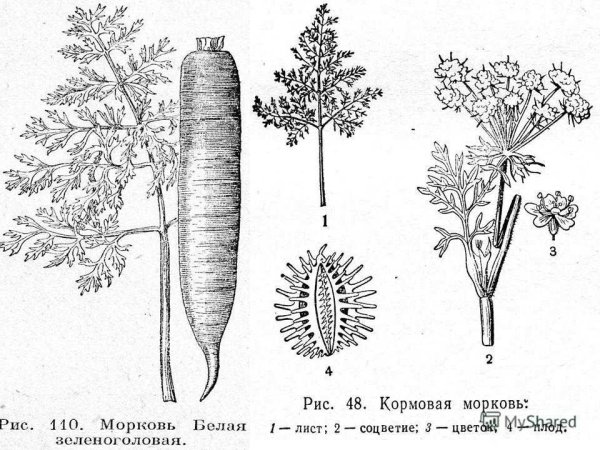 Морковь Дикая строение
