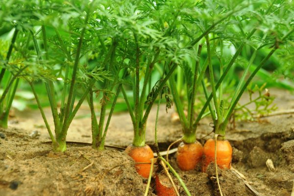 Морковь посевная (Daucus sativus)
