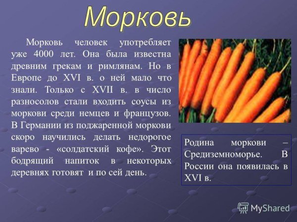 Презентация на тему морковь