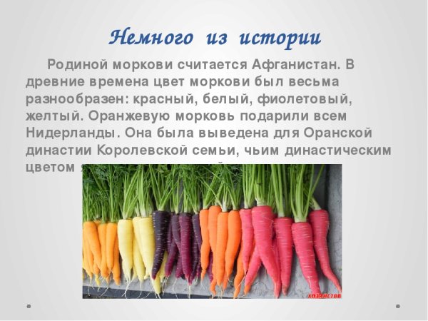 Культурное растение морковь