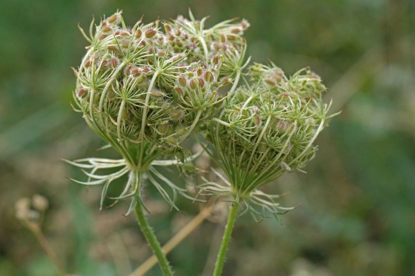 Daucus carota цветок