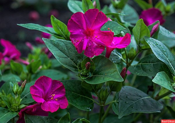 Зорька мирабилис