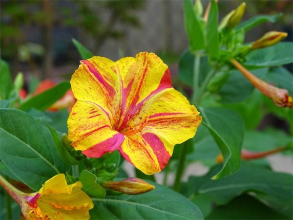 Мирабилис ялапа цветок