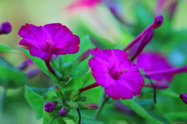 Цветок ночная красавица мирабилис