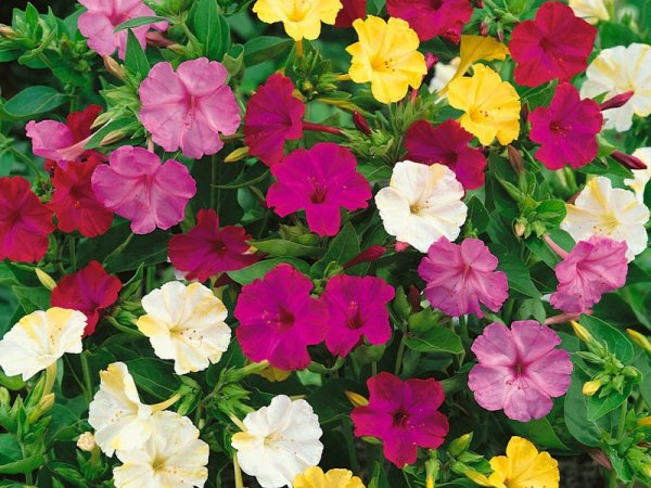 Мирабилис Олимп