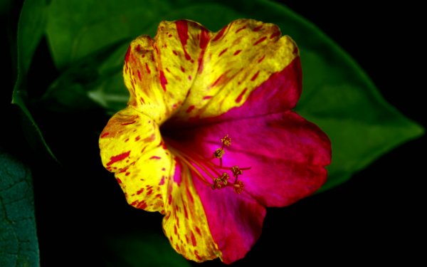 Аргема Мимоза – ночная красавица