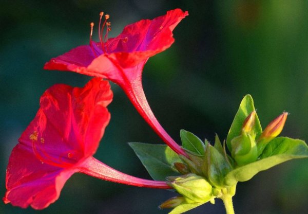 Мирабилис красный леденец