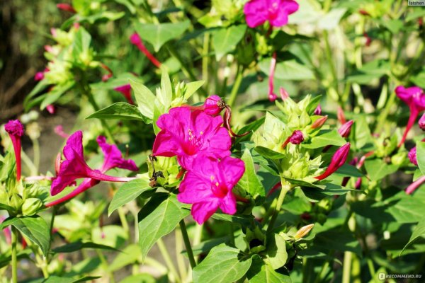 Мирабилис ночная красавица