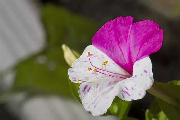 Ночная красавица Mirabilis Jalapa