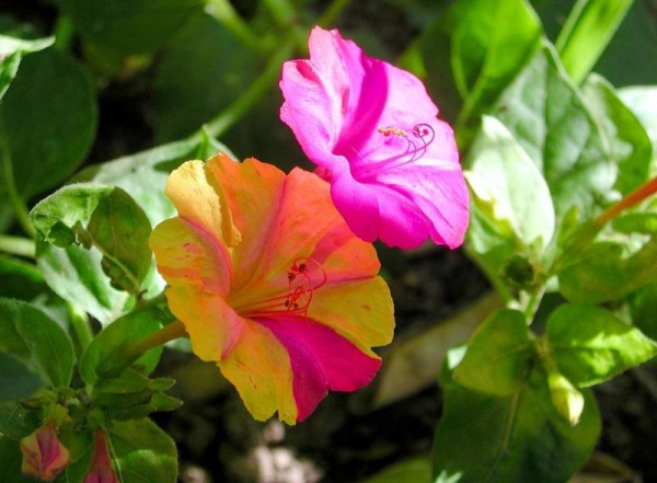 Энотера и мирабилис