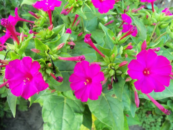 Мирабилис ночная красавица