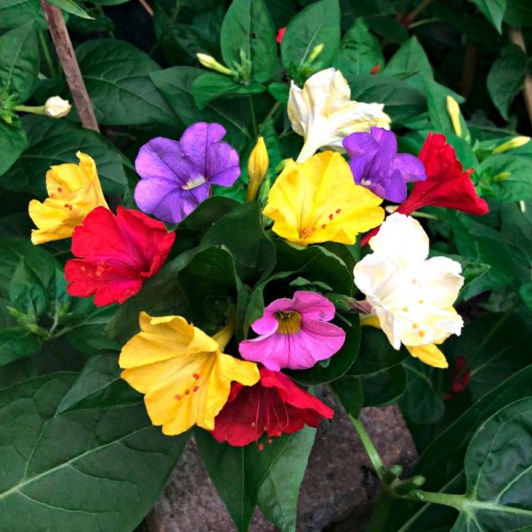 Мирабилис Иоланта