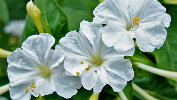 Мирабилис многолетний