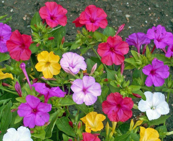 Мирабилис ялапа цветок