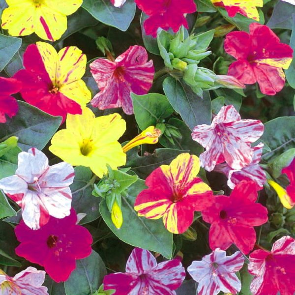 Мирабилис ночная красавица