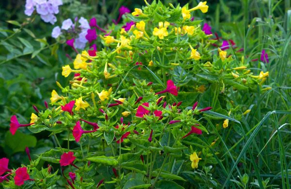 Цветок ночная красавица мирабилис