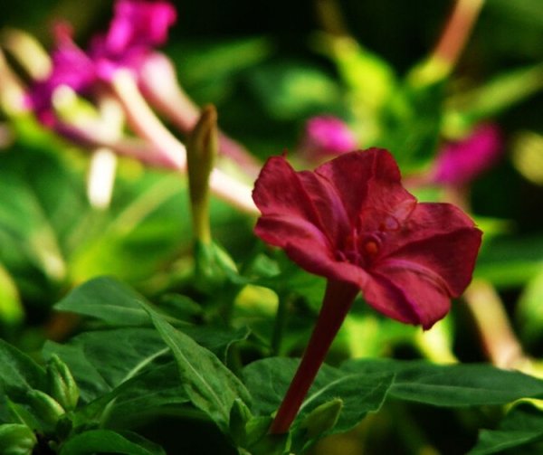 Мирабилис ялапа цветок