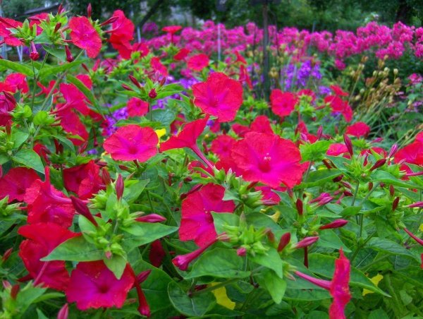 Цветок ночная красавица мирабилис