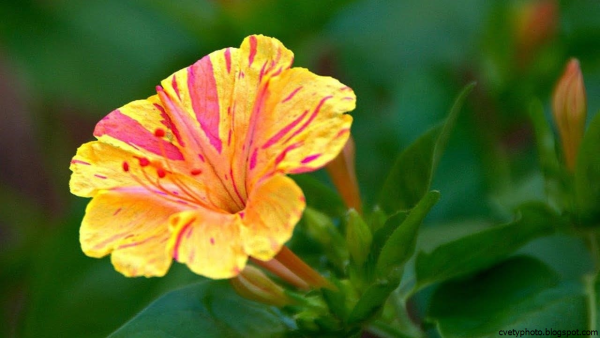 Зорька цветы мирабилис