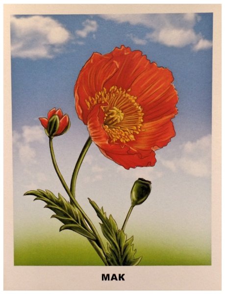 Обучающие карточки садовые цветы