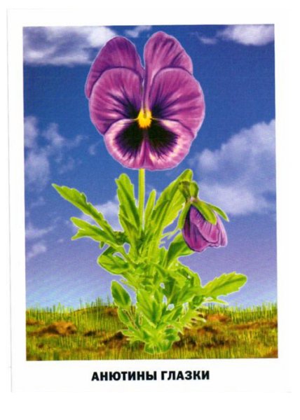 Обучающие карточки "цветы"