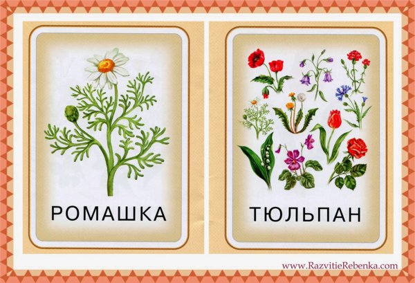 Цветы карточки для детей