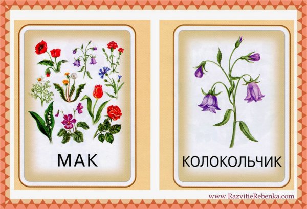 Карточки с изображением цветов