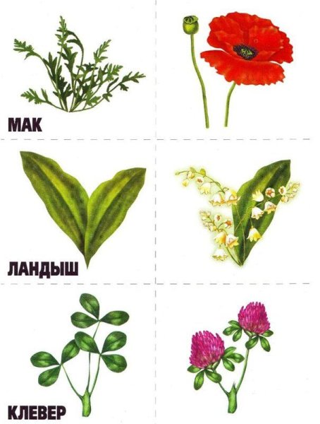 Карточки с изображением цветов