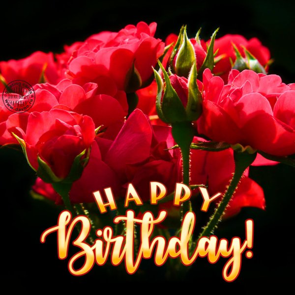 Happy Birthday розы