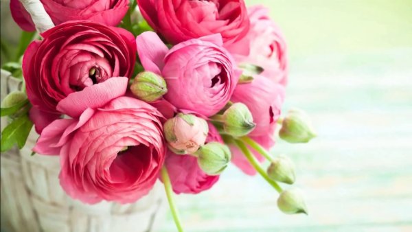 Ранункулюс с днем рождения открытка