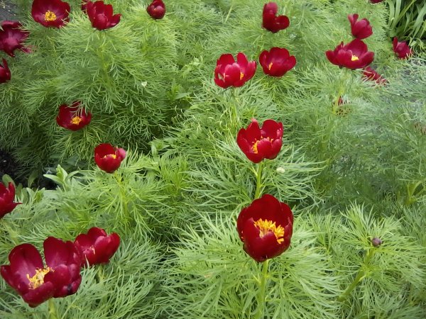 Пион узколистный махровый