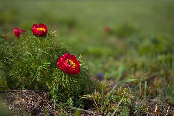 Пион узколистный Воронец