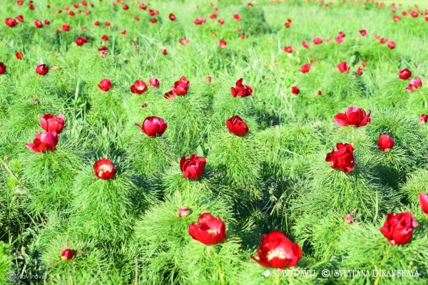 Пион узколистный махровый