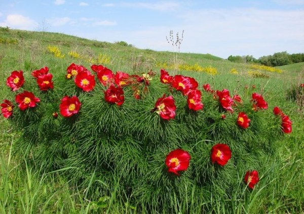Пион тонколистный Воронец