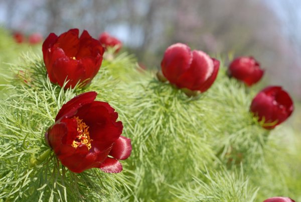 Пион Воронец