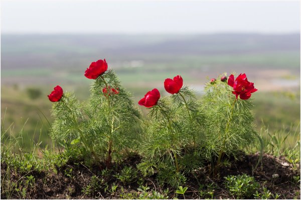 Пион узколистный