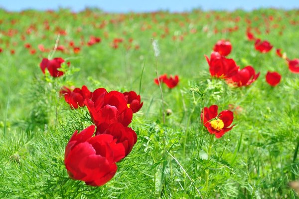 Пион тонколистный Ульяновская