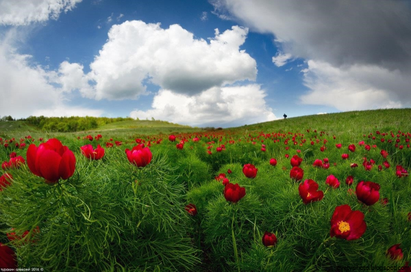 Пион тонколистный в степи