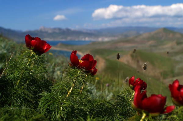 Пион тонколистный в Крыму