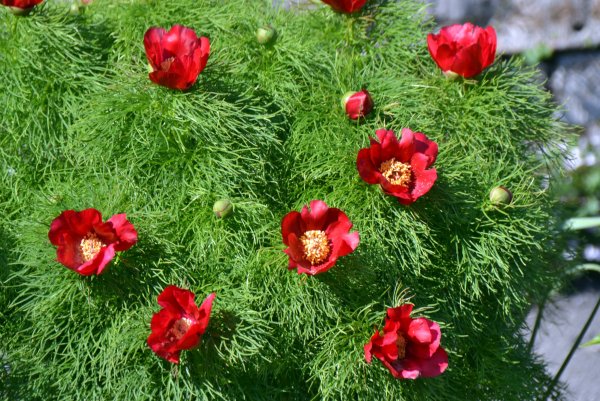 Пион горный ареал