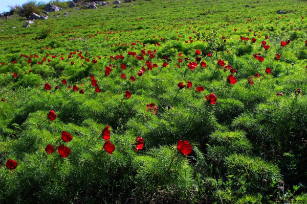 Пион тонколистный Руднянский район