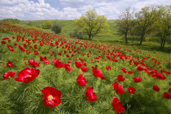 Пион тонколистный Степной