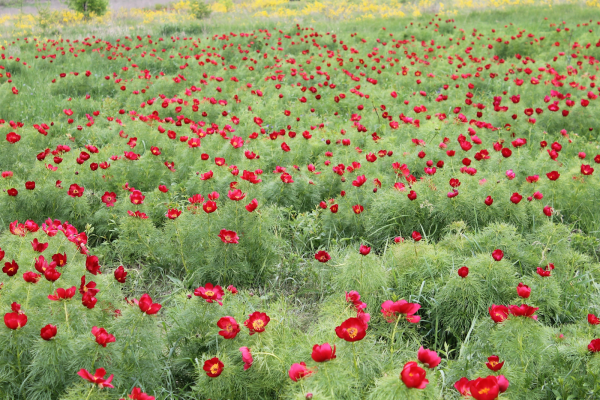 Пион тонколистный Ульяновская область
