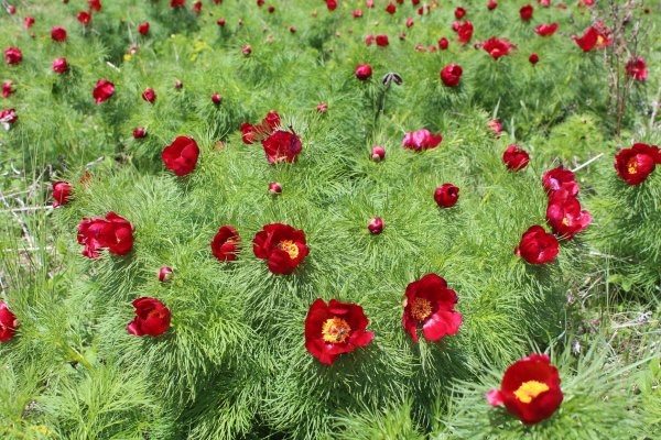 Пион тонколистный дикий