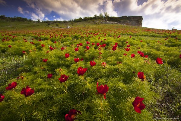 Дикий пион Воронец