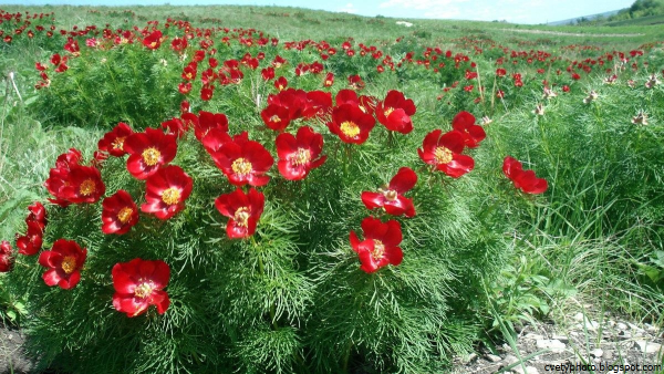 Пион тонколистный