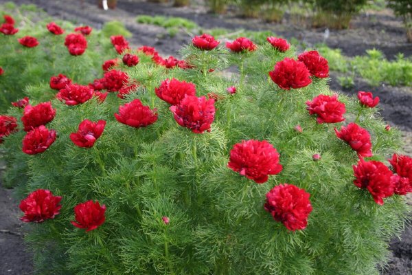 Пион тонколистный Крымский